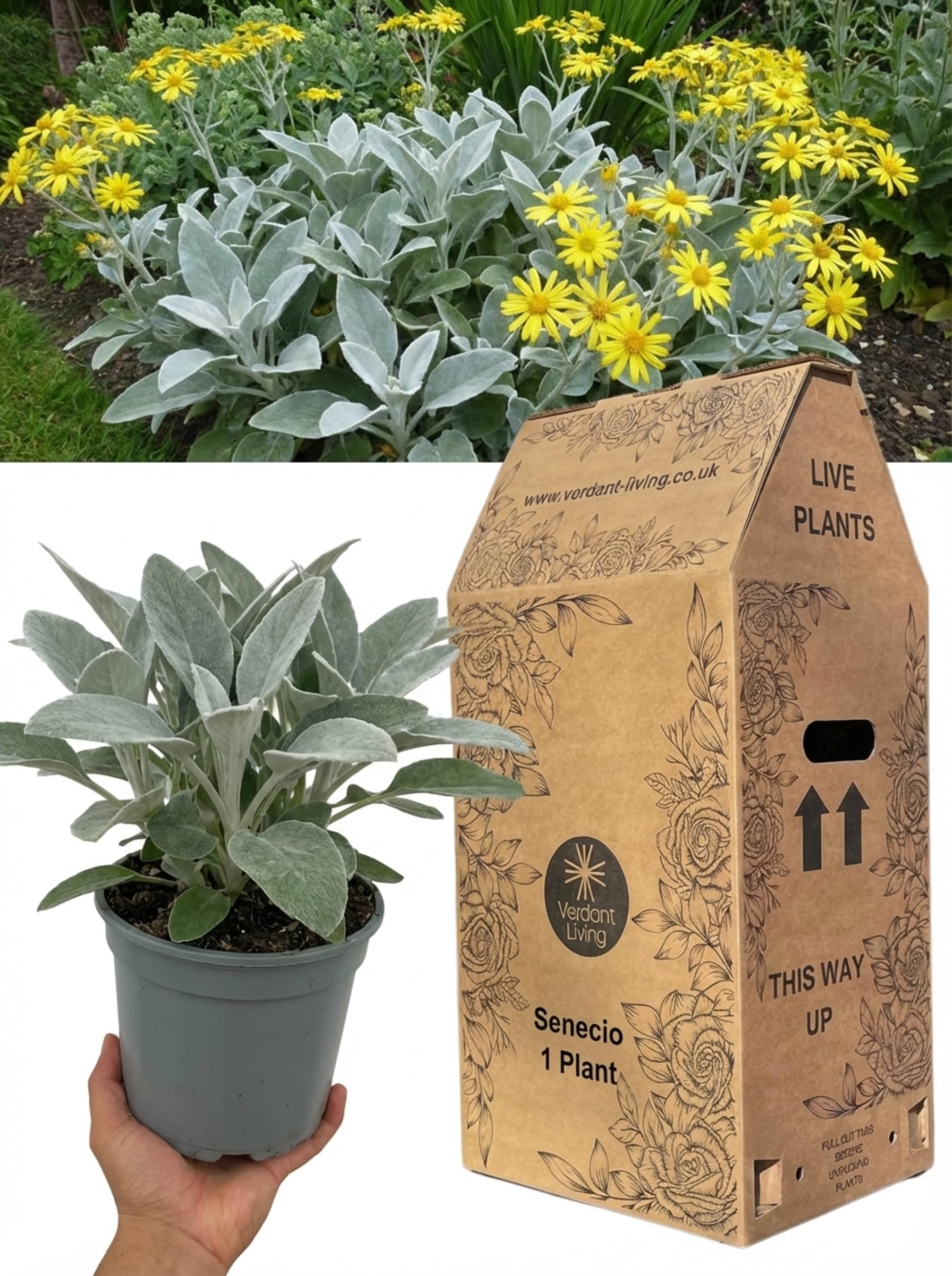 Senecio Sunshine Plant in 2Ltr Pot – Evergreen Shrub with Silver Grey Foliage & Yellow Daisy Flowers for Gardens, Borders, Patio & Containers – Drought Tolerant, Easy Care, UK Grown