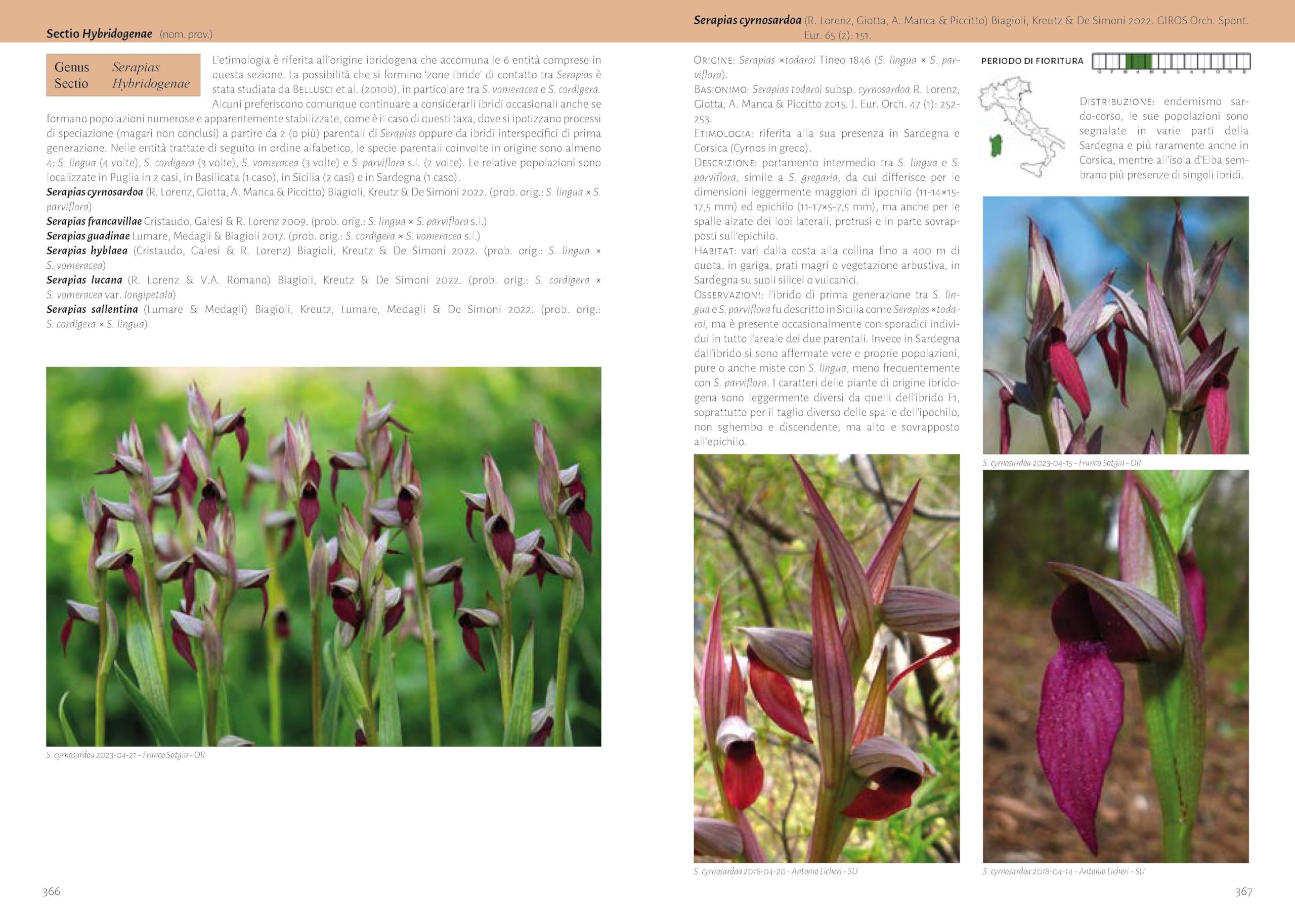 Orchidee d'Italia. Guida alle orchidee spontanee