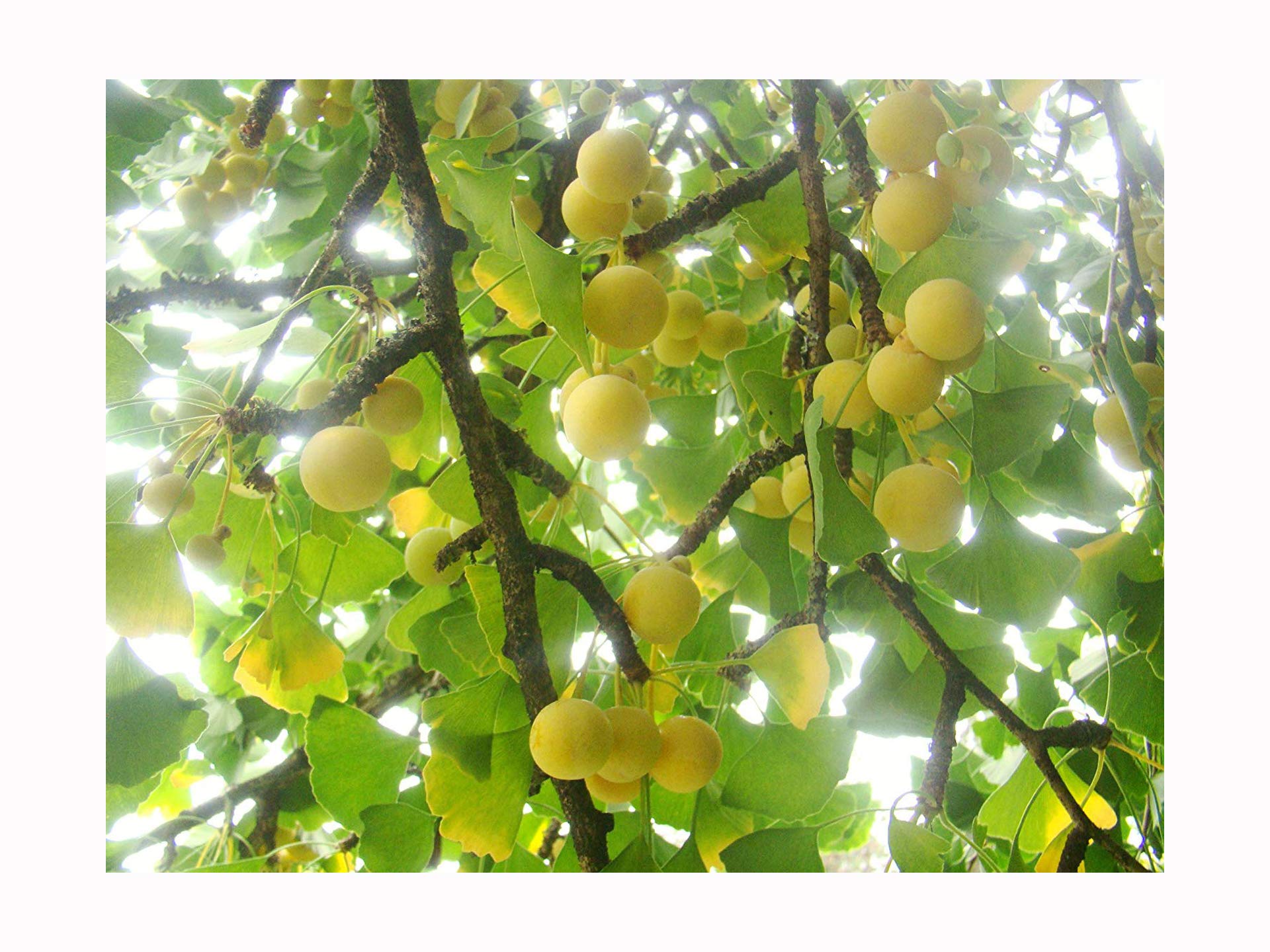 Outdoor Garden Plant Ginkgo BILOBA Maidenhair Tree, 10-20cm Tall Starter Plant in a 7/8cm Pot