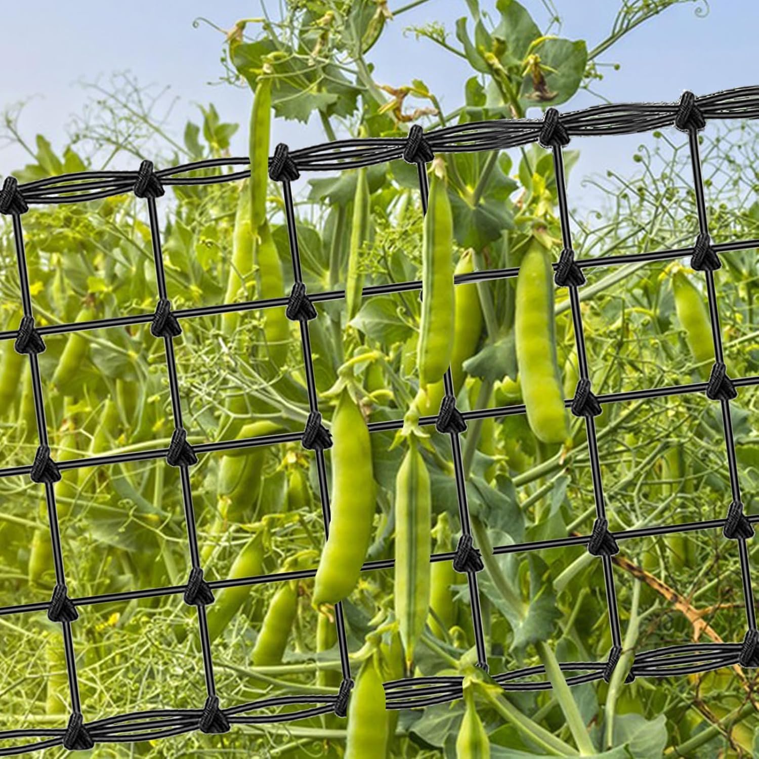 Filet De Palissage élastique 60x60 Cm (lot De 2) - Treillis Pour Plantes Grimpantes, Légumes, Fleurs