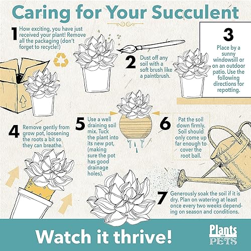 Miniatura 7 de Sedum - Cesta colgante de burrito para suculentas, plantas colgantes vivas plantas suculentas plantas de interior vivas, cesta de maceta colgante,