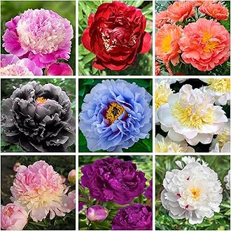100+ Mix Peony Flower Seeds for Planting Heirloom Peony Poppy Seeds Open Pollinated Attract Butterflies Outdoor and Indoor