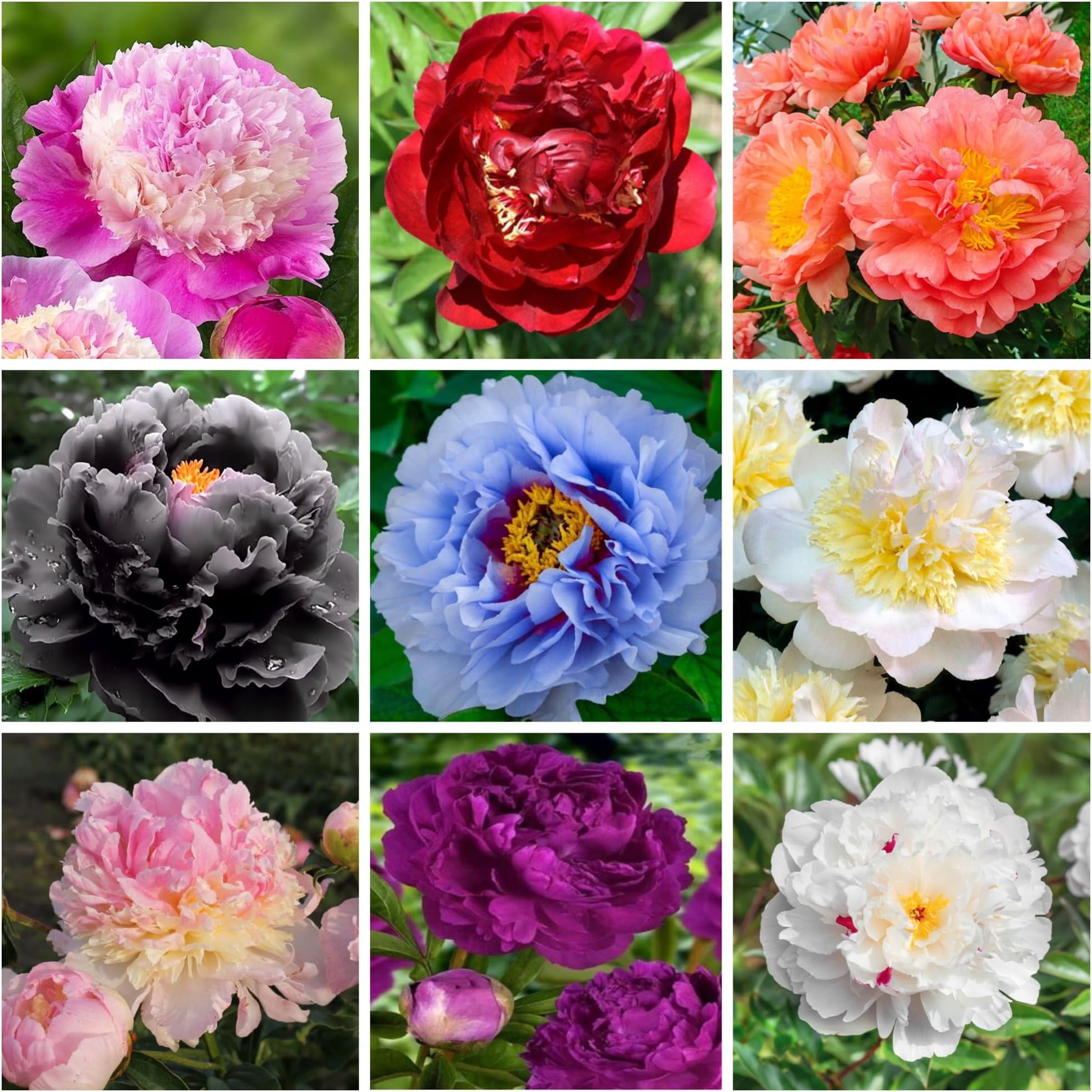100+ Mix Peony Flower Seeds for Planting Heirloom Peony Poppy Seeds Open Pollinated Attract Butterflies Outdoor and Indoor