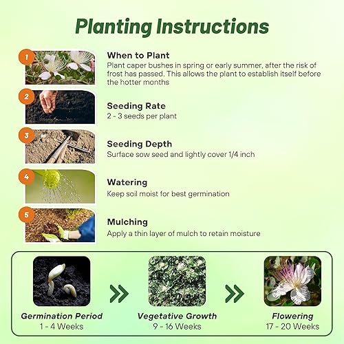 Miniatura 4 de Outsidepride Capparis Spinosa - Semillas de flores de jardín de rosas de alcaparras - 100 semillas