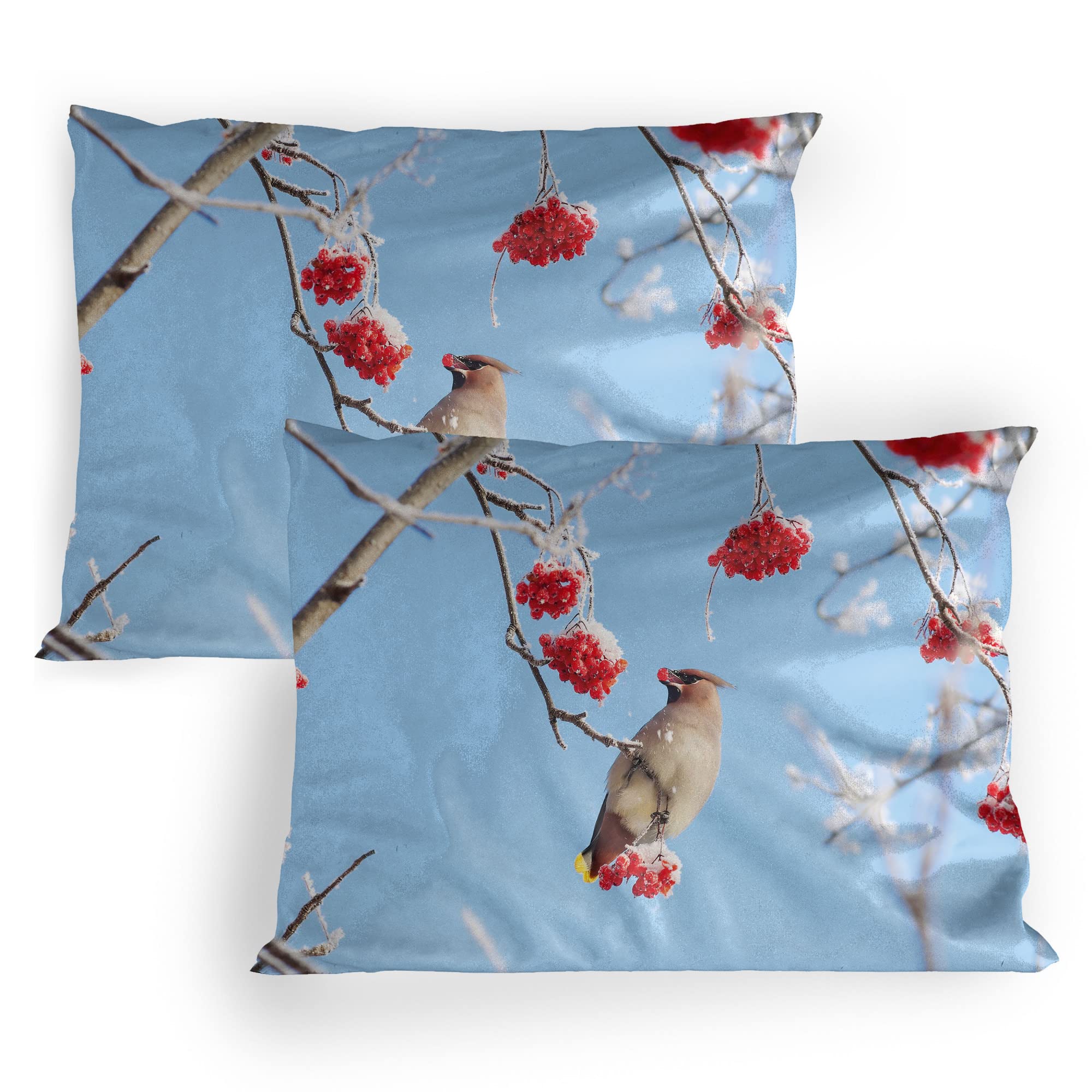 Lunarable Bird Pillow Sham Set of 2, Waxwing Eating Frozen Rowan Berries Clear Blue Sky View Cold Winter Weather, Quality Microfiber Bedding Item for All Seasons, 30