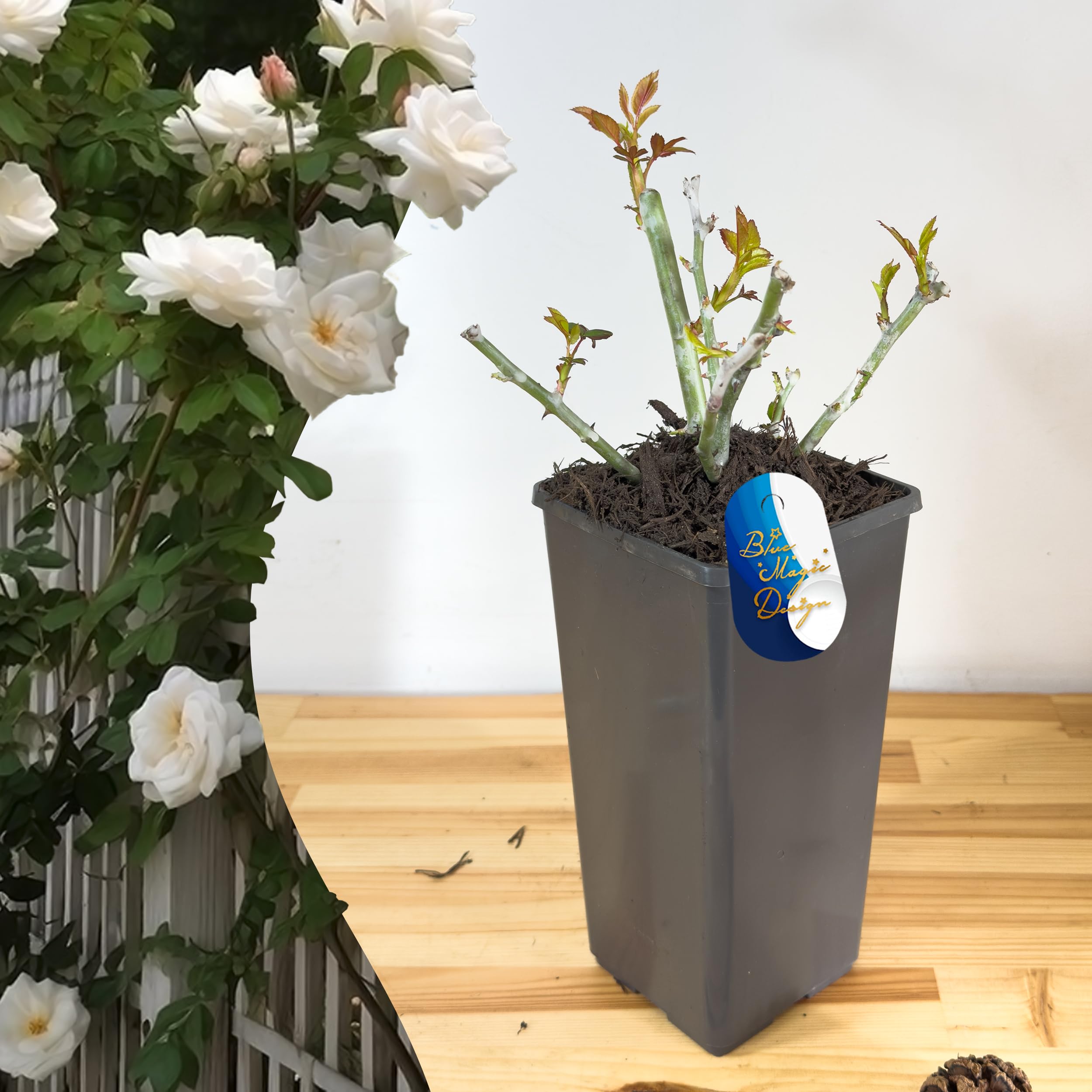 Mature Plant Climbing White Rose in 2L Pot: Well-Developed Roots, Ideal for Trellises, Fence Coverings, and Vertical Garden Features