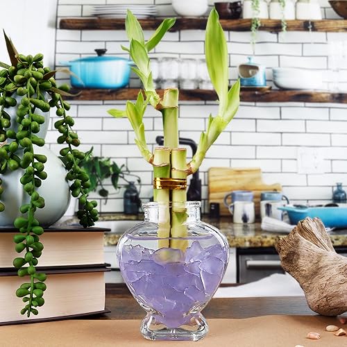 Miniatura 2 de Juego de tres arreglos de bambú de la suerte de 3 tallos  6 pulgadas de bambú de la suerte plantas de interior para decoración del hogar y la