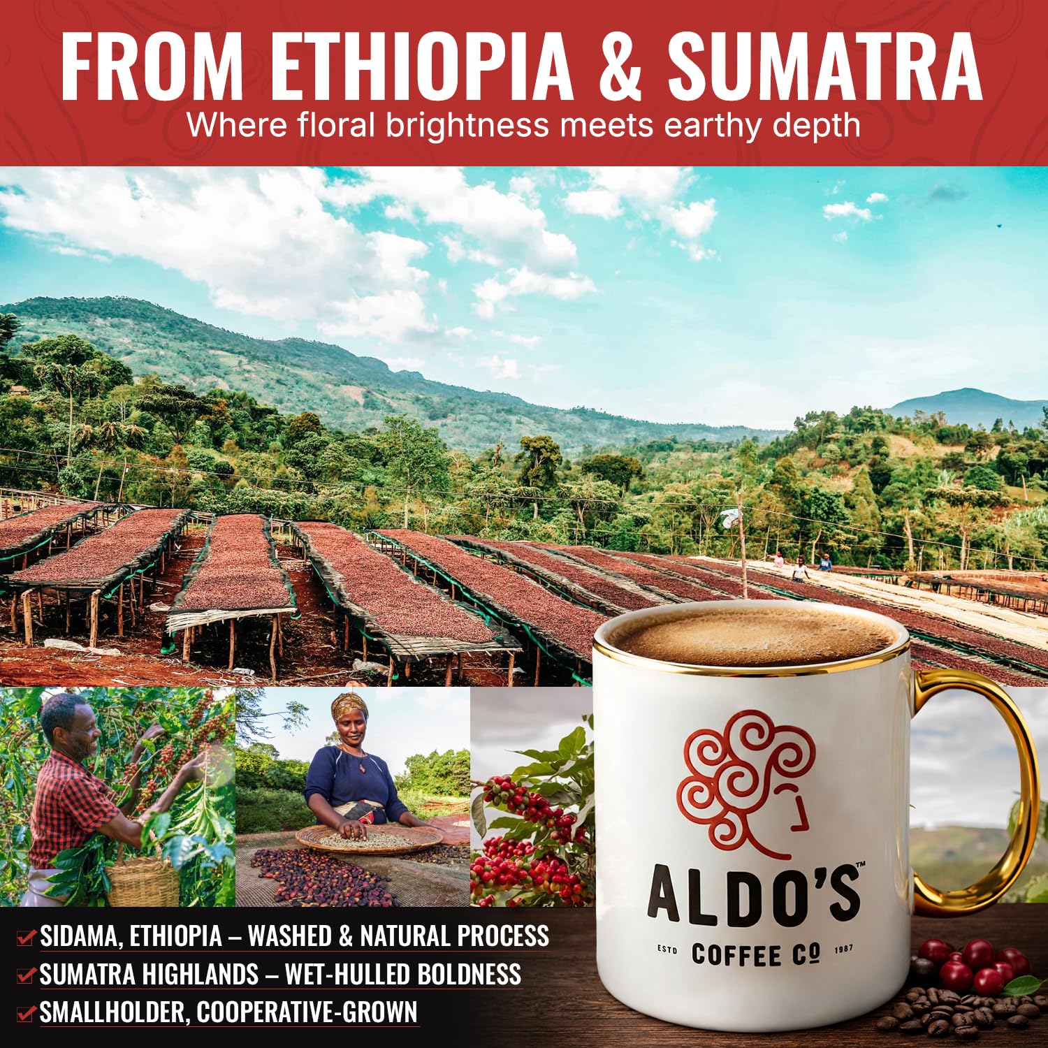 Aldo’s Orient Espresso – Organic Handcrafted Coffee Beans, Signature Dark Roast Espresso Blend, Small-Batch Artisan Roasted, Bold Smooth Low-Acid Coffee (16 oz) (Medium Coarse Ground)