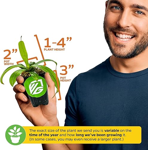 Miniatura 9 de Lemon Alata Nepenthes - Planta de jarra carnívora viva, Nepenthes alata by Wellspring Gardens - Planta de inicio (planta de jarra de limón Alata)