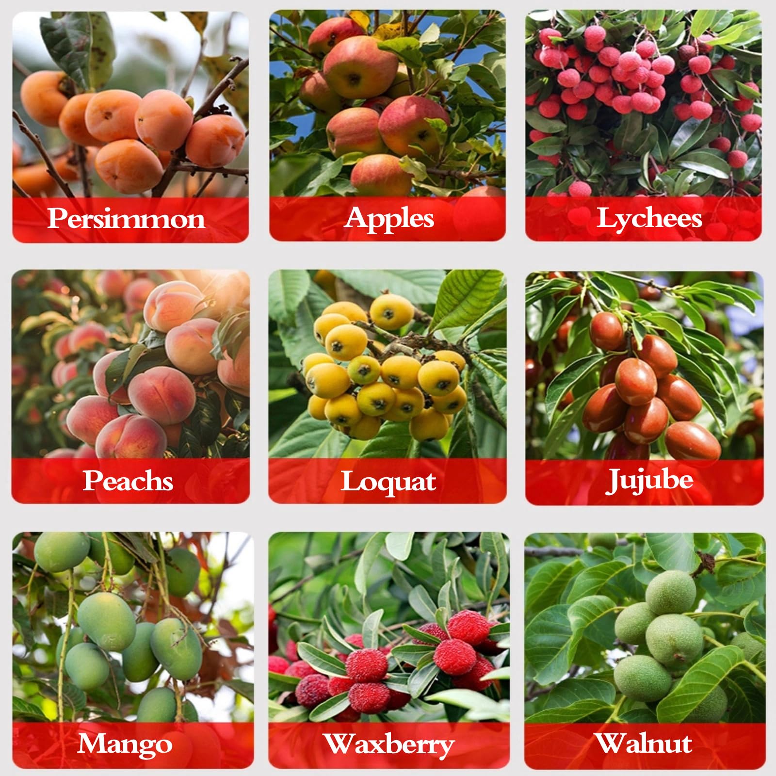Raccoglifrutta Regolabile in Altezza,Attrezzo Raccogli Frutta,Raccoglifrutta Telescopico Inox,Raccogli Fichi,Facile da Montare,per Limoni Mele Prugne Pere Ciliegie Arance Mango