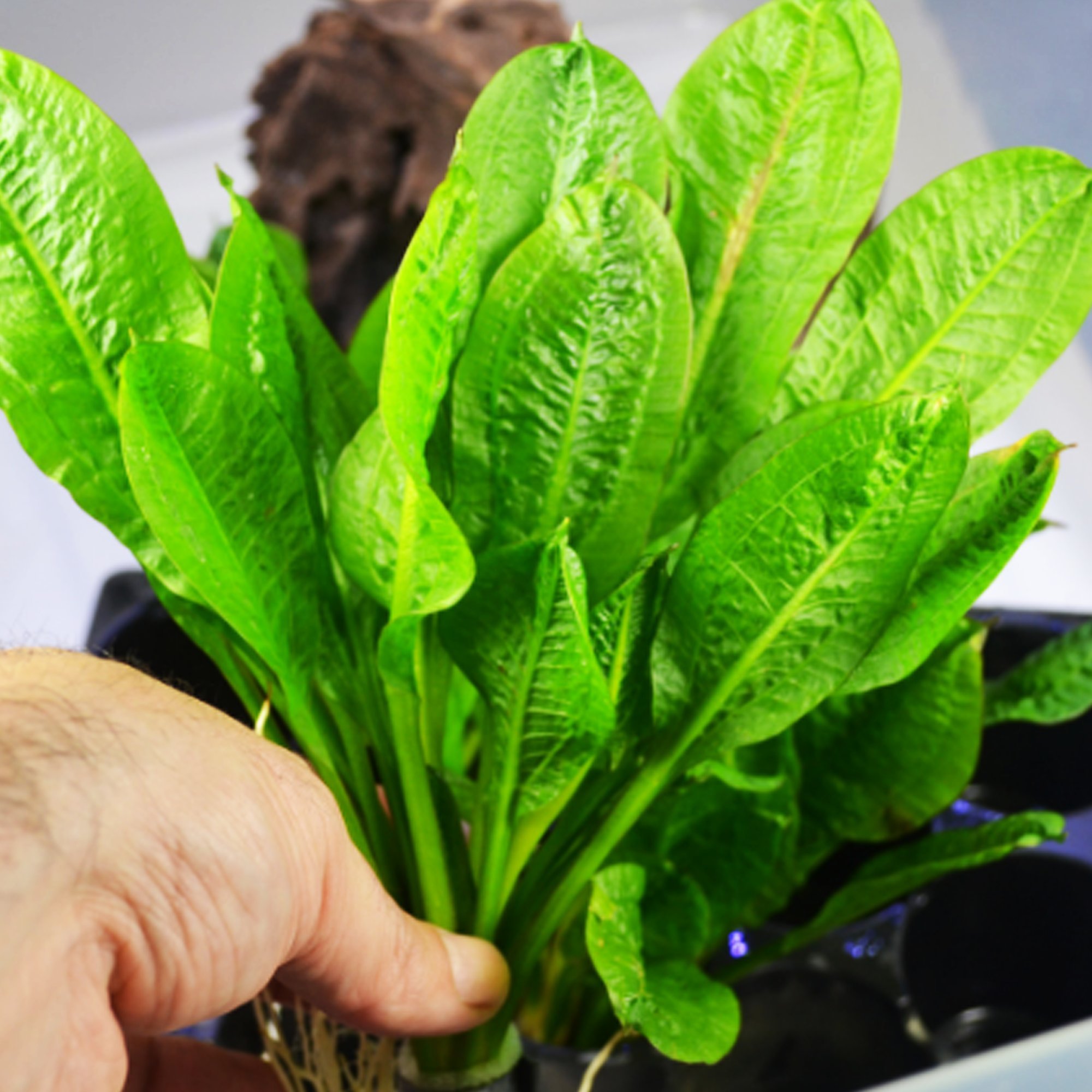 Echinodorus Parviflorus Rosette Amazon Sword Live Aquarium Plant Rooted Bundle for Freshwater Aquatic Tank Decorations by Mainam