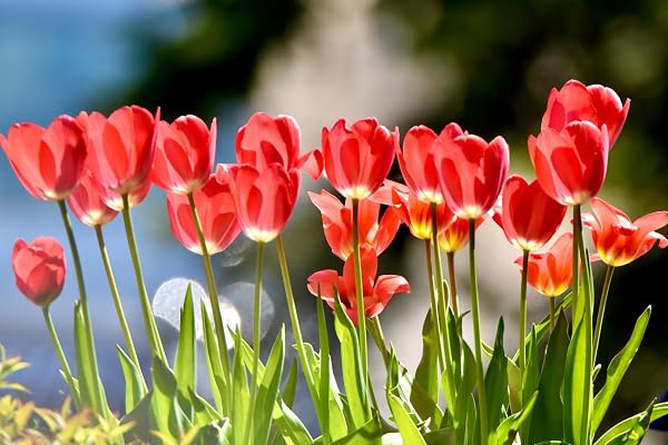 Lincolnshire Pond Plants Ltd - Allium Eros Plant Bulb x5 - 5