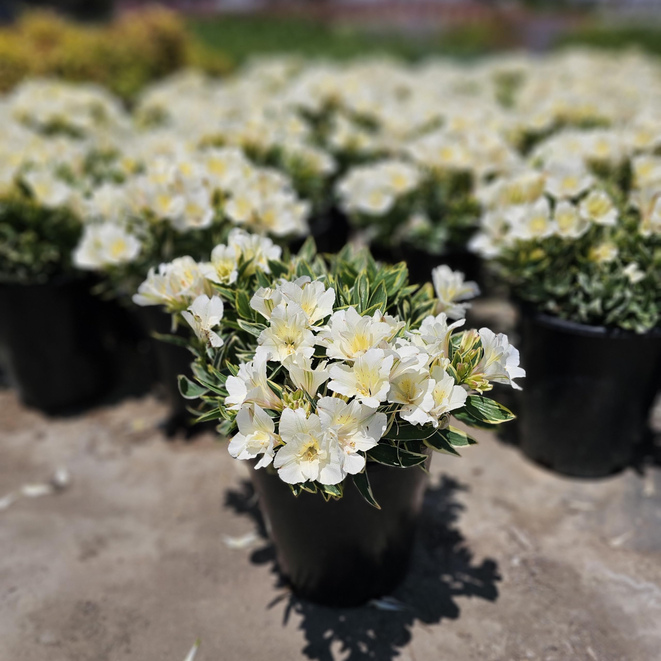 Amazon.com : Inca Alstroemeria Peruvian Lily Plant, Potted (White