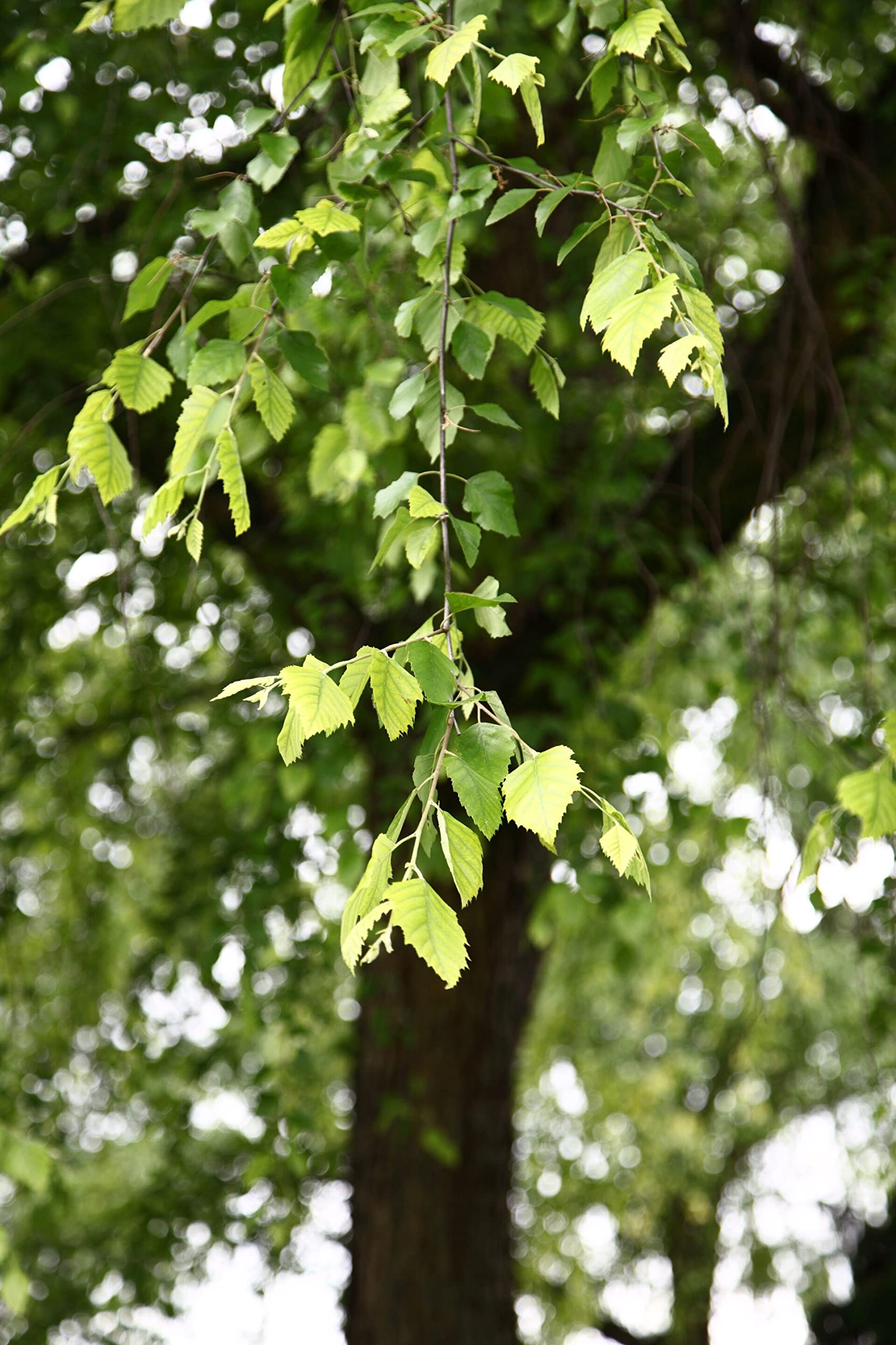 Betula Birch River Birch Tree Seeds (Betula Nigra) - Fast Growing ...