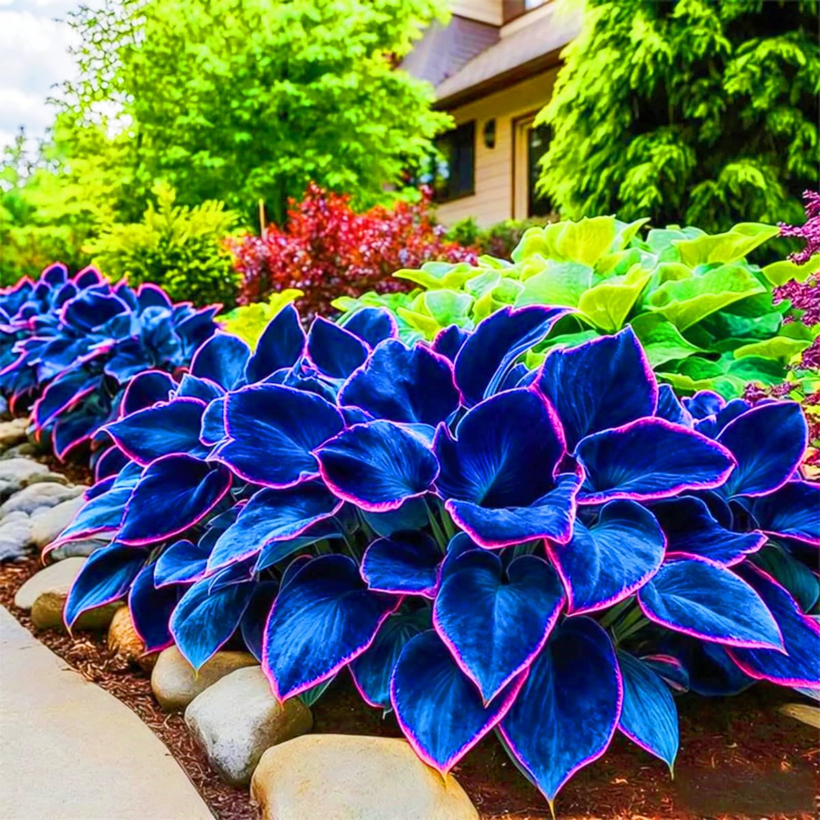 Midnight Blue Hosta Plants Midnight Blue Hosta Bulbs-Hostas Plants Perfect for The Garden -Landscaping-Excellent Displays-10bulbs-i