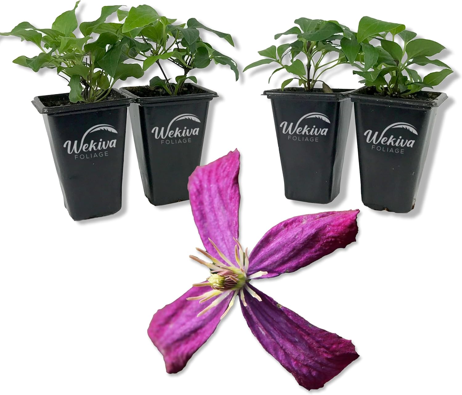 Clematis Sweet Summer Love - 3 Live Starter Plants - Beautiful Star Shaped Compact Magenta Flowering Vine