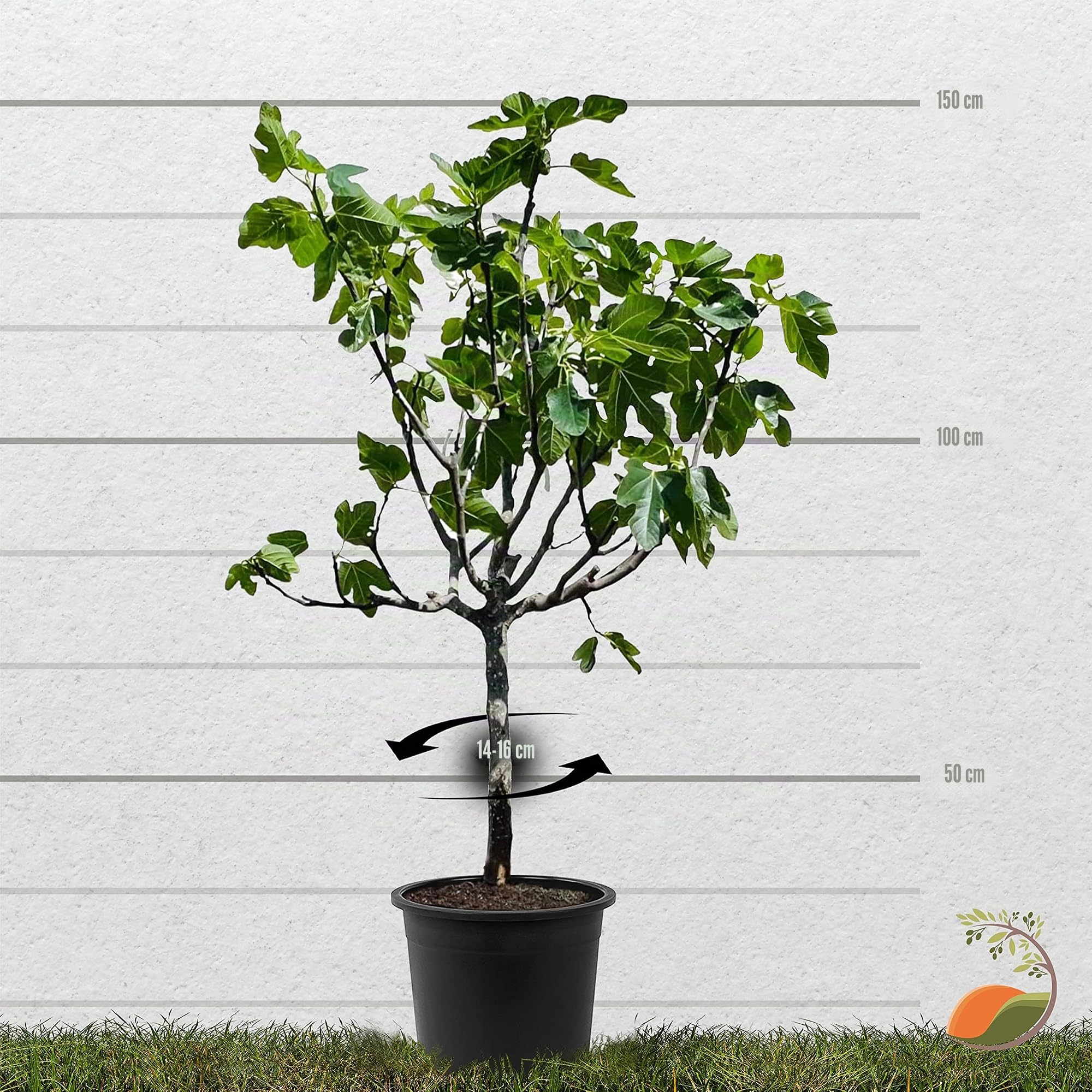 Tropictrees Feigenbaum mit einer Höhe von 150 cm und einem Stammumfang von 14-16 cm | Feigen zur Saftherstellung und als Zutat für schmackhafte Gerichte | Feigenbaum winterhart mit essbaren Früchten