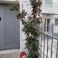 Pretty Pink®, Rosa Rampicante In Vaso Di Rose Barni®, Pianta Rampicante Rifiorente A Mazzi,h