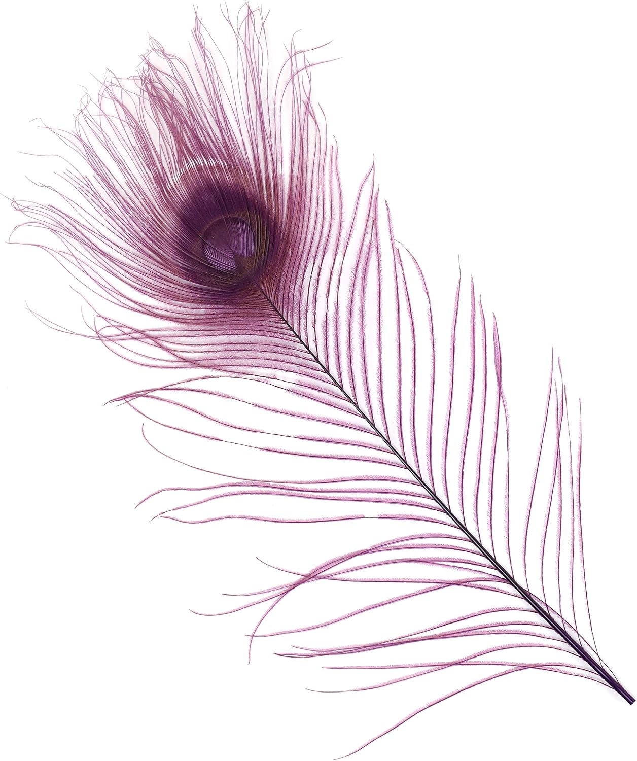 Zucker –Peacock Feathers – Feathers for Crafts