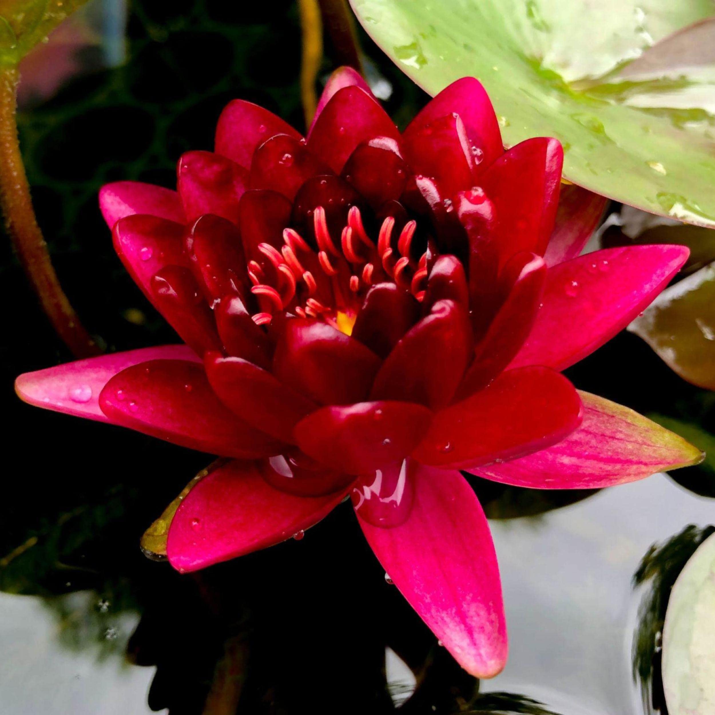 Buy Burdy Princess Live Perennial Water Lily Perfect Pond Pre Grown