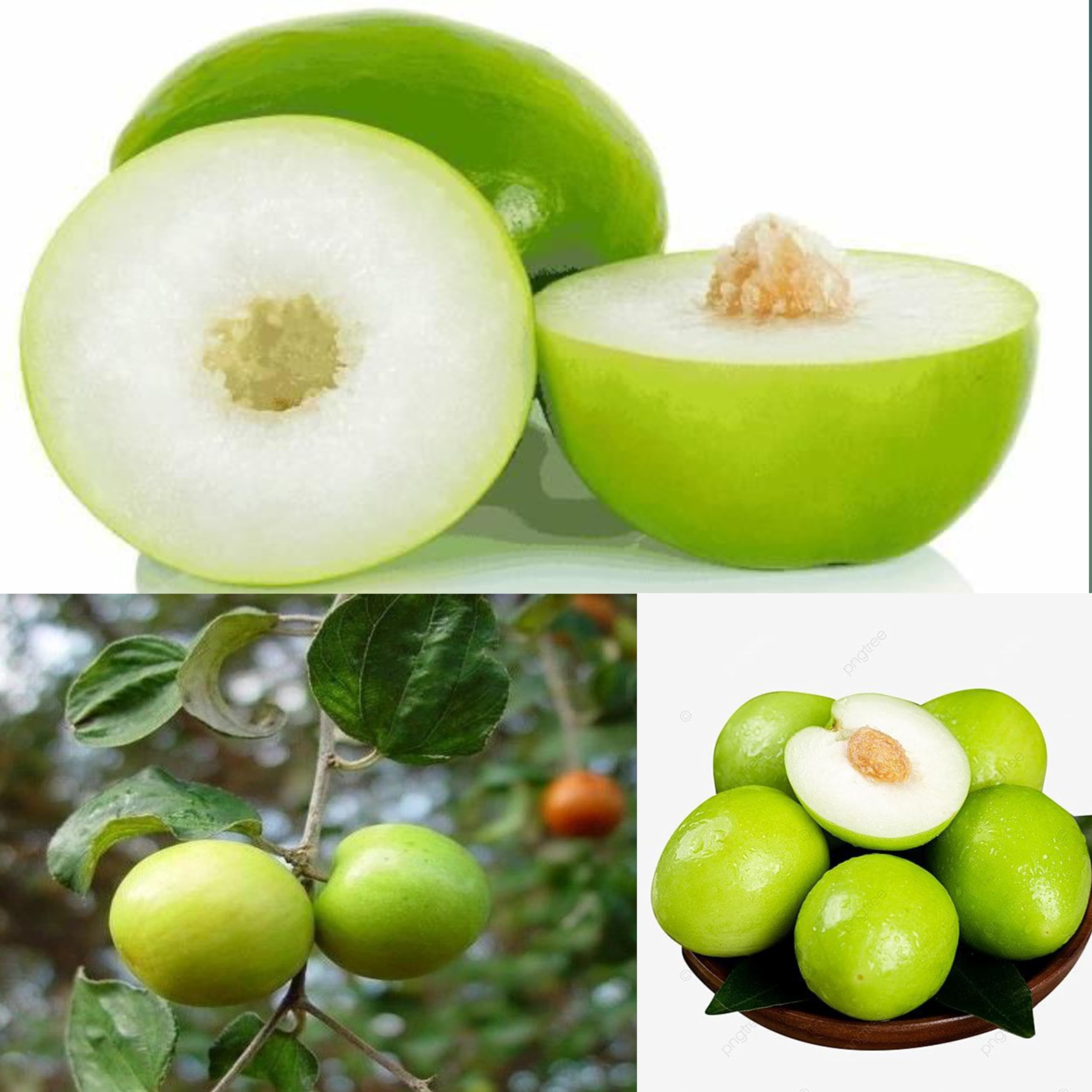 Eroanvia Combo 2 Apple Ber Thailand Variety Fruit Known As The Indian Jujube Grafted Plant Pack Of 2 (B0CH8LGDGR) Amazon Price History, Amazon Price Tracker