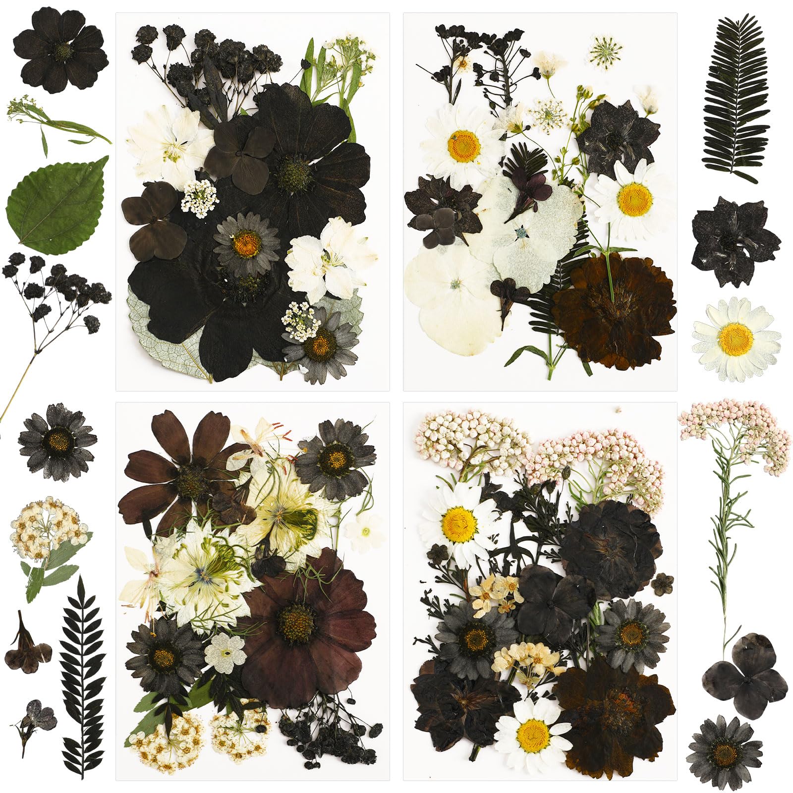 Augshy Halloween Black Pressed Dried Flowers for Resin Molds Crafts
