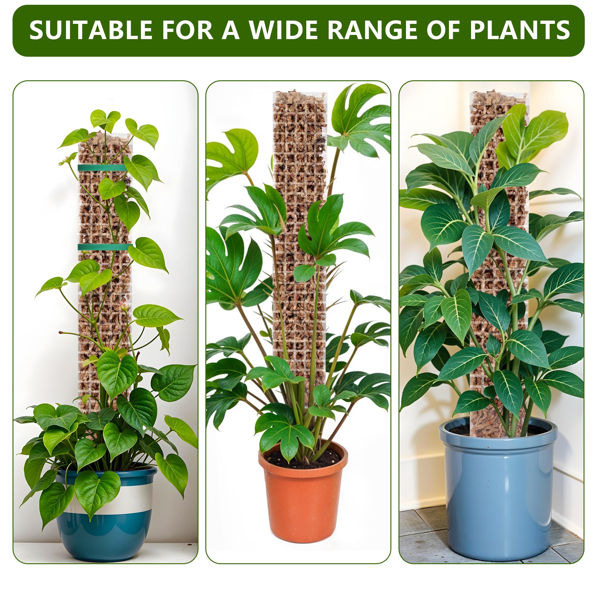 Moosstab fr Monstera Rankhilfe Monstera, Moss Pole fr Moosstab :  Amazon.de: Garten
