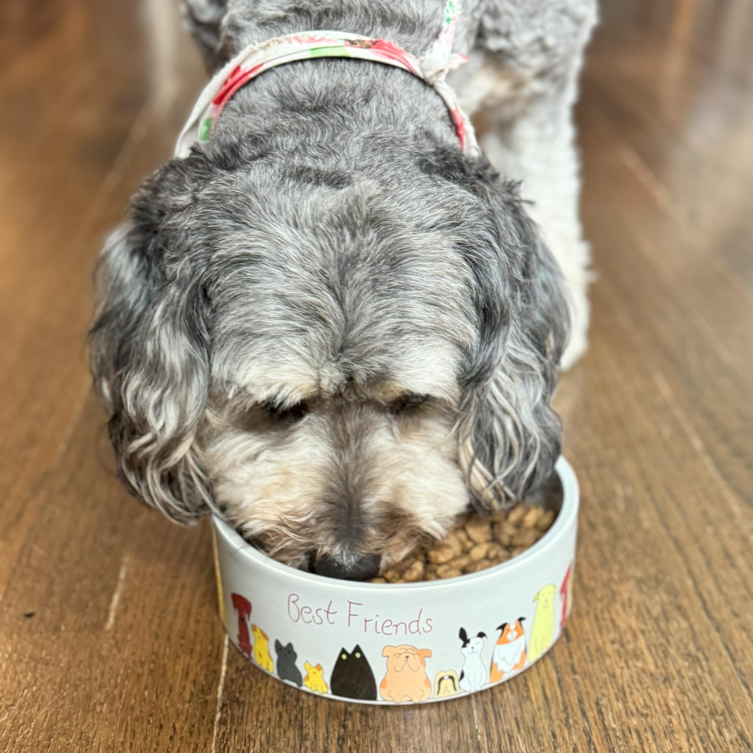 SPOT Keramik-Hundenapf, 17,8 Cm, Schwerer Hochglanz – Für Kleine/mittelgroße Hunde, Spülmaschinenfest, Grau