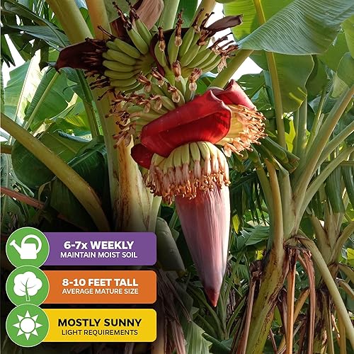 Miniatura 4 de Gran Nain Banana Tree (Grand Nain) Planta viva - Musa acuminata - Wellspring Gardens - Plantas iniciales fáciles de cultivar, ideales para amantes