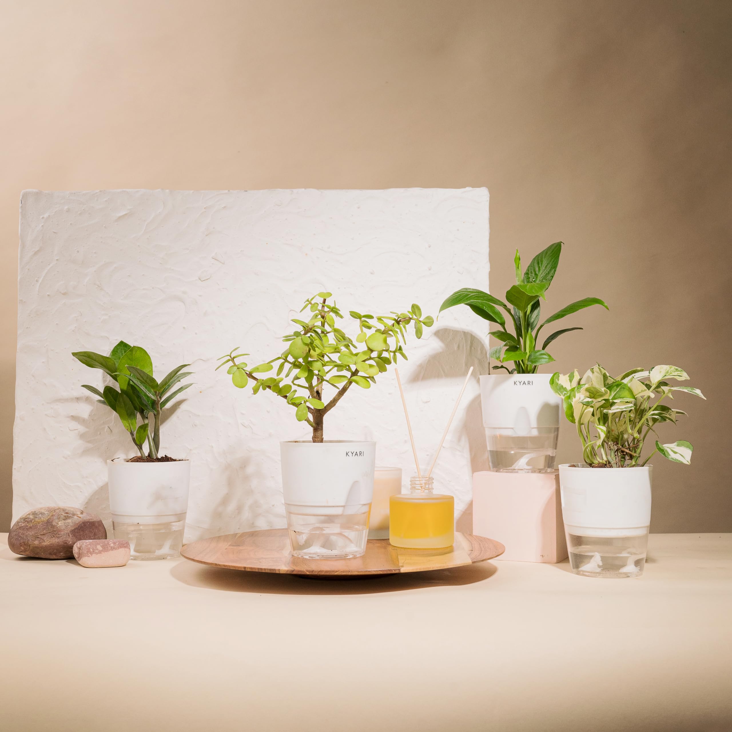 KYARI Jade-Money NJoy-Peace Lily-Zamia Green (ZZ) Combo of 4 Indoor Plants for Living Room | Live Plants | Plants with White Pot for Home Air purifier plants | Plants for Home Decor & Garden (B0CHYSH7HD) Amazon Price History, Amazon Price Tracker