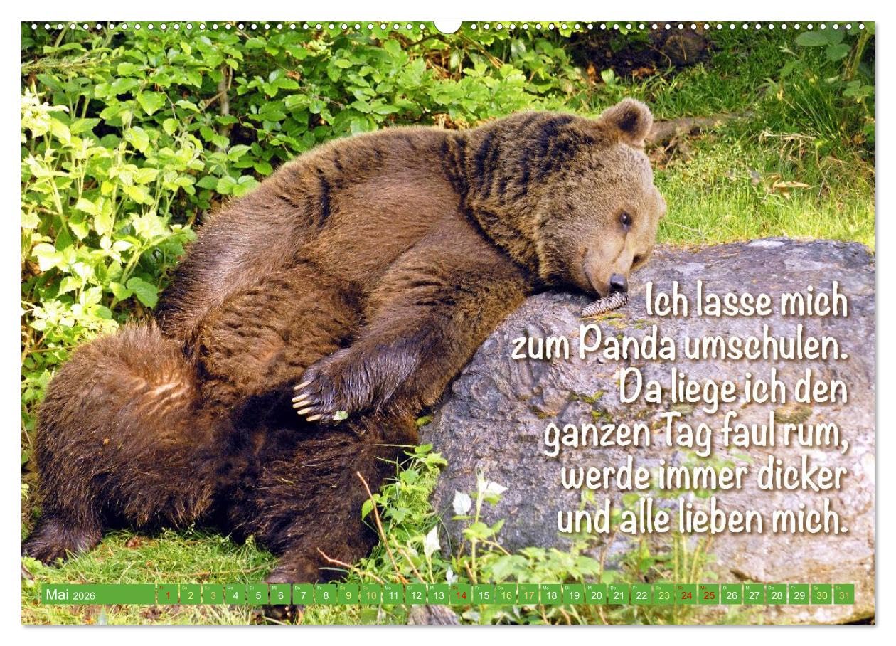 Spaß mit Bären: Edition lustige Tiere (Wandkalender 2026 DIN A2 quer), CALVENDO Monatskalender: Bären: Meister Petz, freche Sprüche und humorvolle Tierporträts (CALVENDO Tiere)