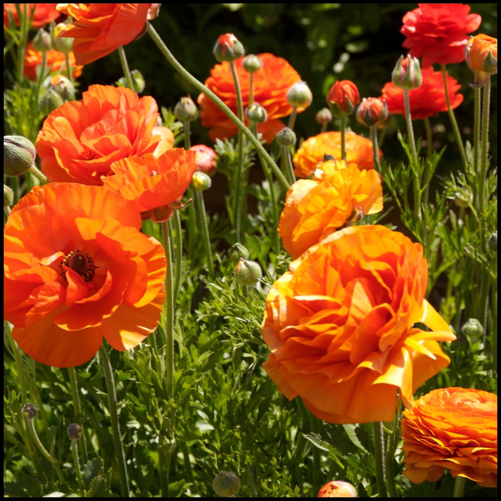 Excellent Display/Cut Flowers/Wedding Flowers/Good for Containers/Ranunculus Bulbs for Planting/Natural Organic-10 Bulbs-D