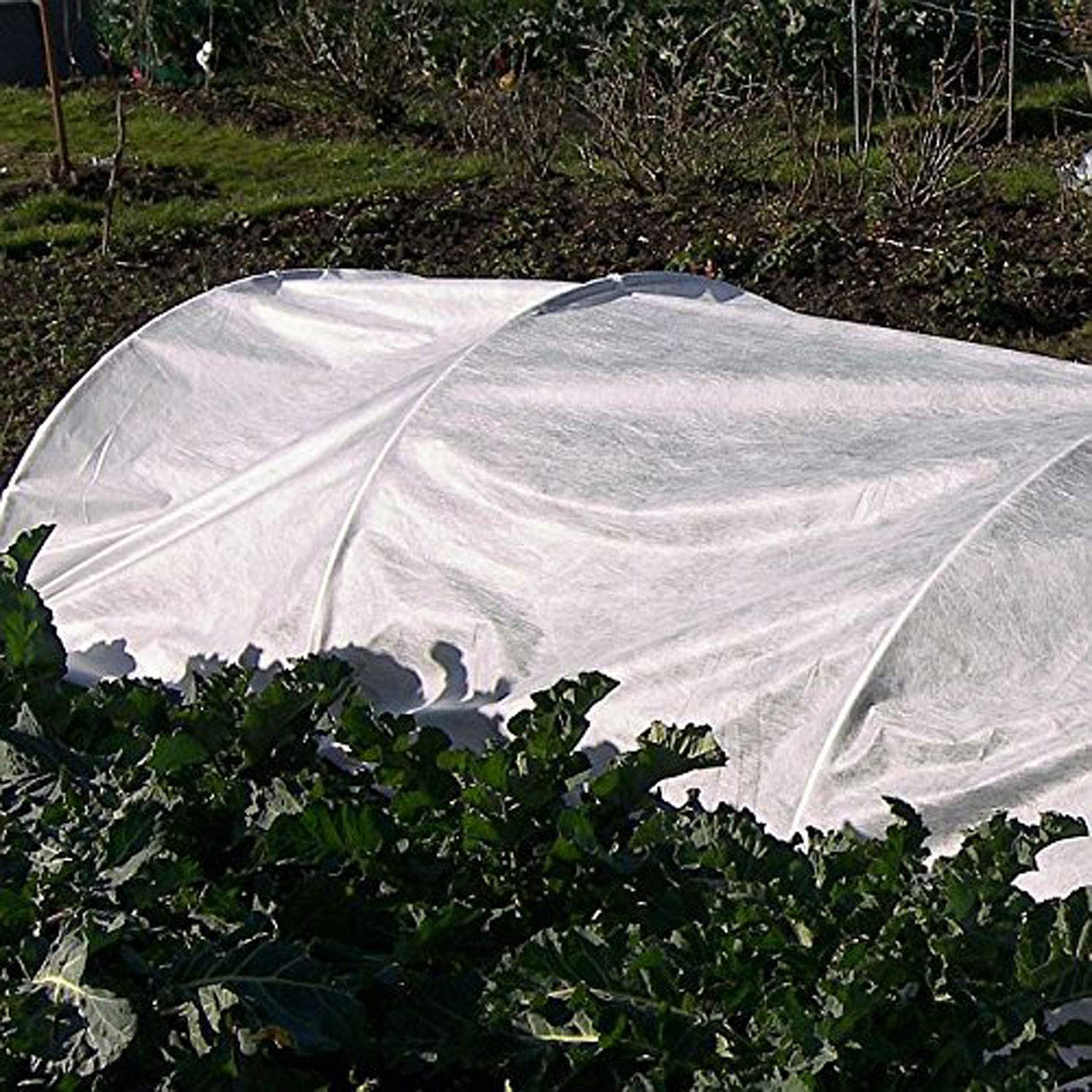Tech Garden1 M X 10 M Rose Plant Frost Desertcart Seychelles