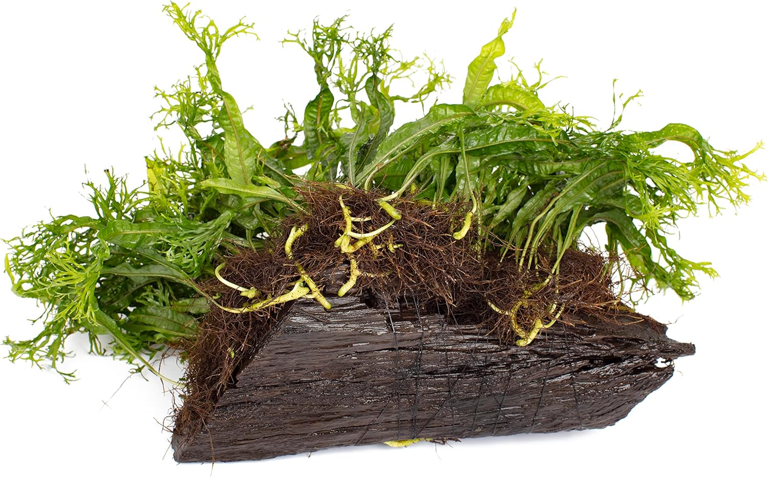 Lincolnshire Pond Plants Ltd Bogwood, Rocks and PadsTropical Live