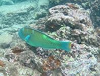 Review Image by Dennis Dennis