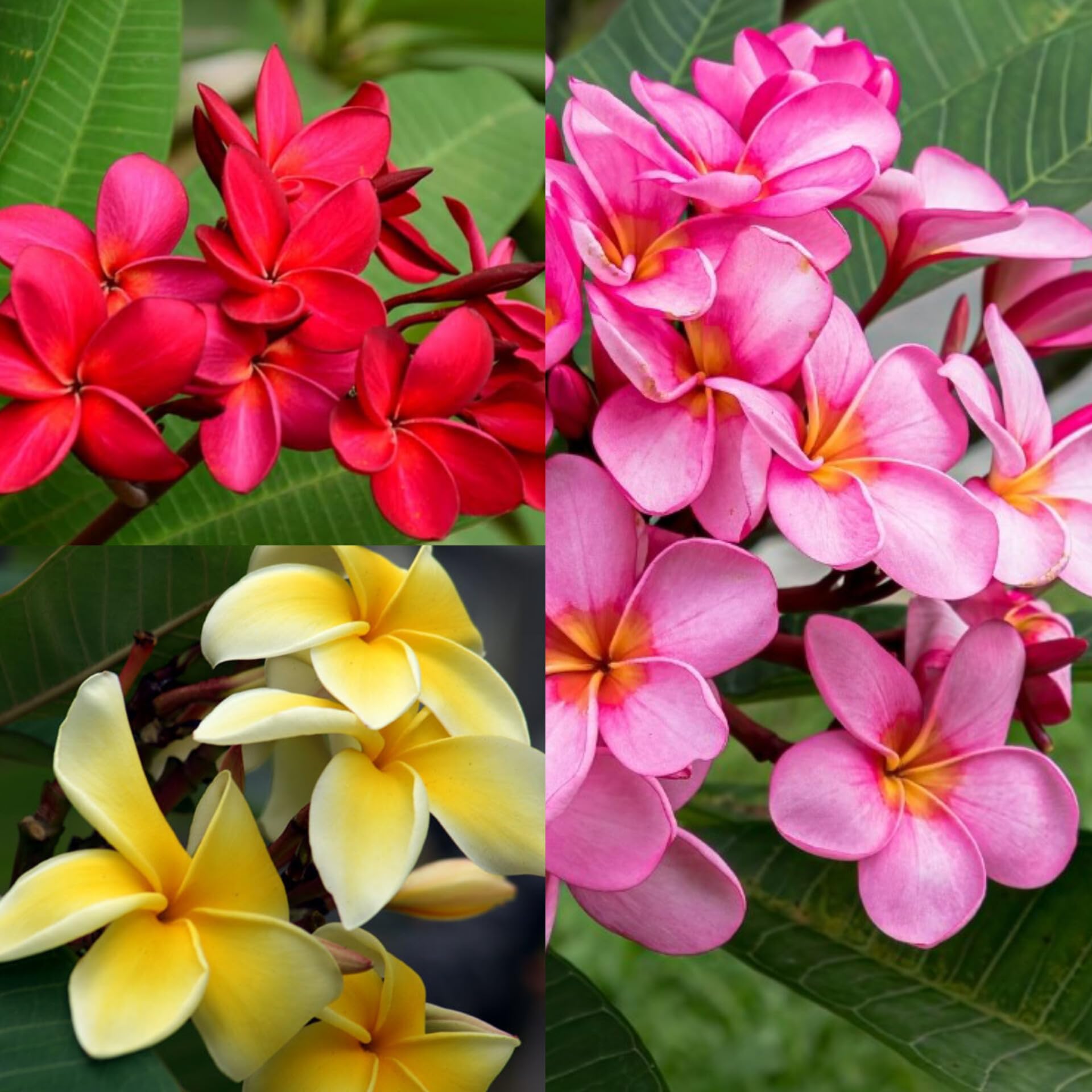 Plumeria plant live grafted Combo/Champak/kat goplap/kat chapa Healthy Flower plant Ready To Blooming Pack of 3 For Garden (B0D9BYPRZC) Amazon Price History, Amazon Price Tracker