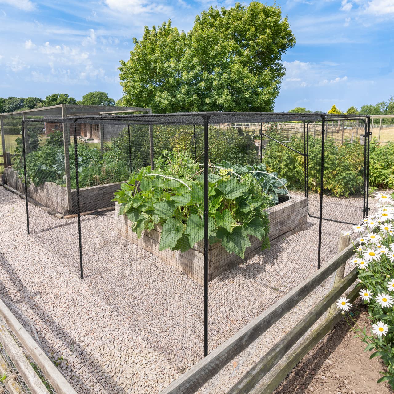 Harrier Fruit & Vegetable Cage - Walk-In Garden Domes | Anti-Bird Cage with Netting | Fruit Cage (4m x 6m, 1x Door Kit)