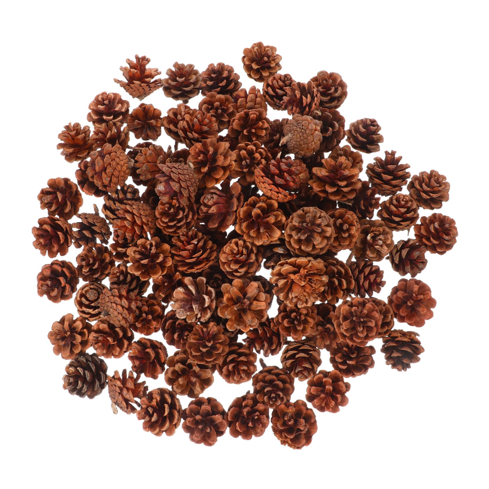 Pommes de pin naturelles POPETPOP x130 pour déco automne
