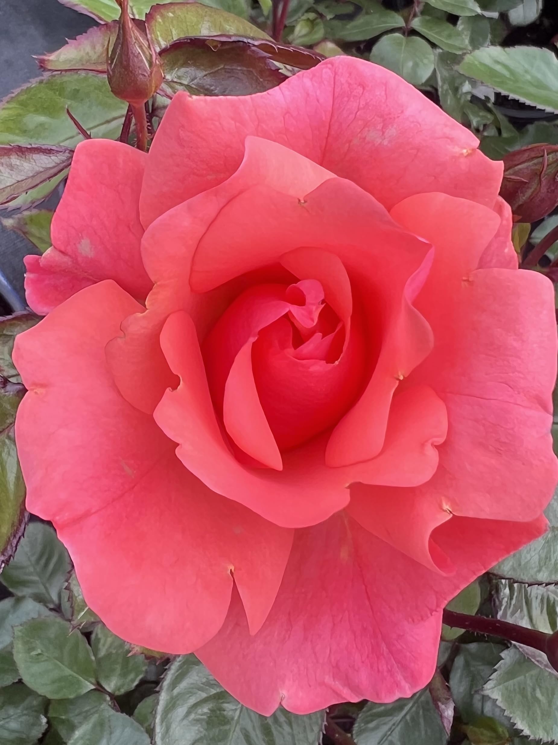 ‘Galway Bay’ – Pink Climbing Rose - 4L Potted - Lovely Gift Idea