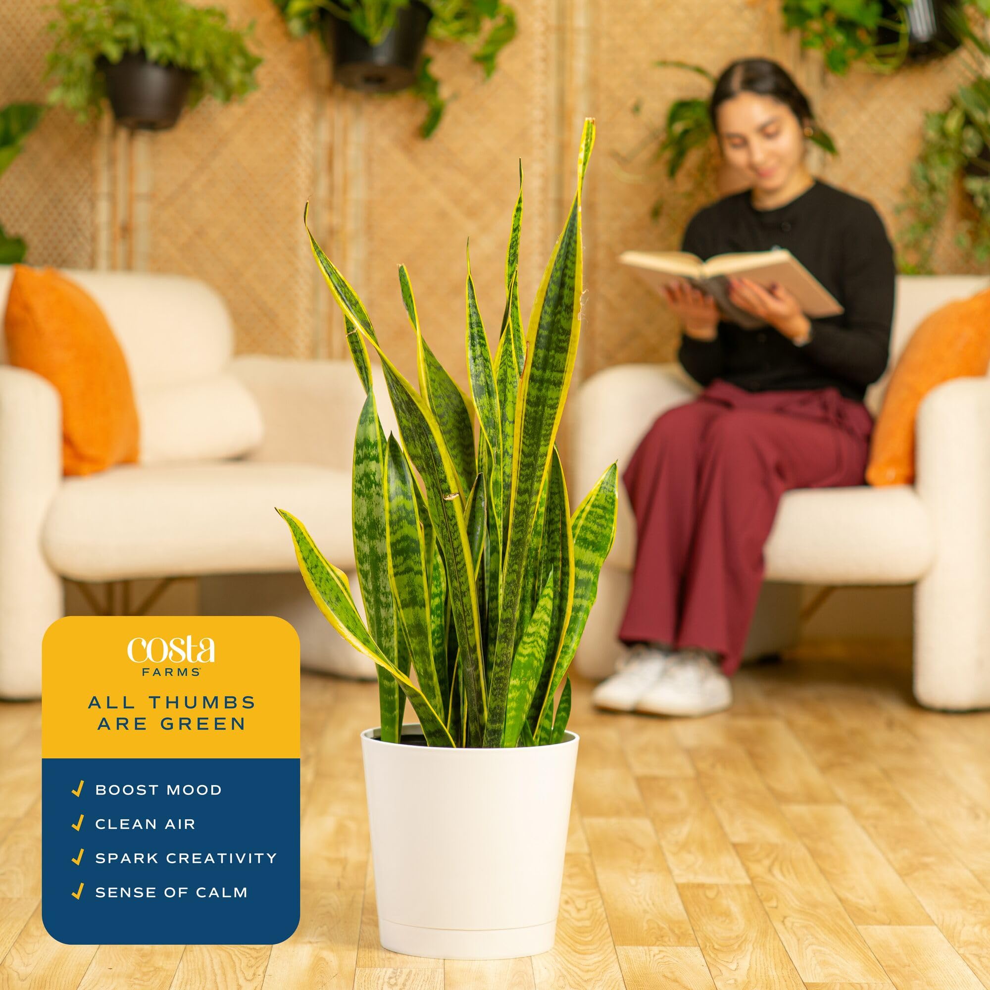 buy snake plant uk 6'' Snake Plant Black Coral