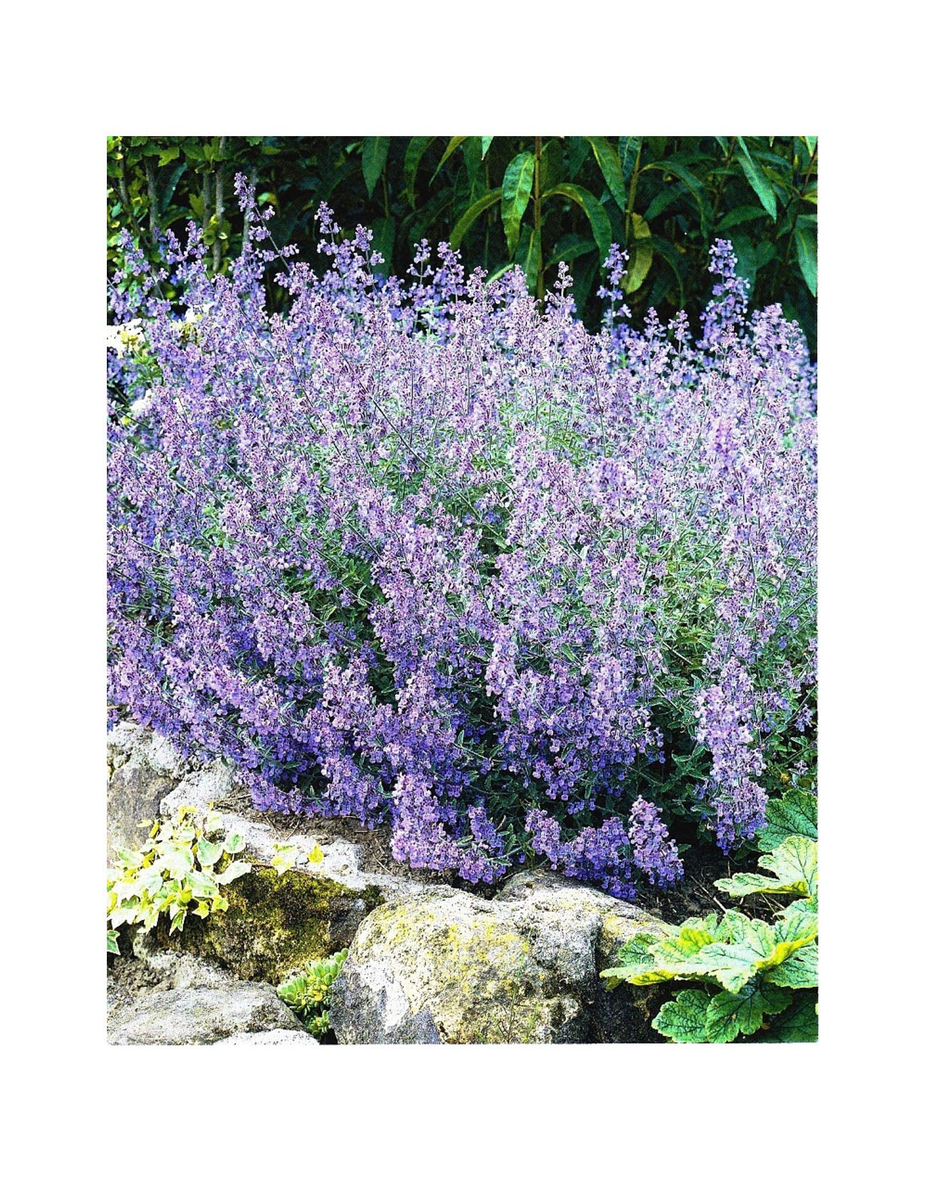 GARTHWAITE NURSERIES® : - 2 Nepeta Faassenii (Walkers Low Catmint) Bare Root Garden Summer Perennial