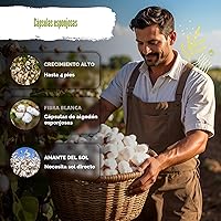 Vista 4 de KVITER 25 semillas de algodón blanco para plantar (Gossypium hirsutum) – Planta de algodón real, semillas de algodón para cultivo, semillas
