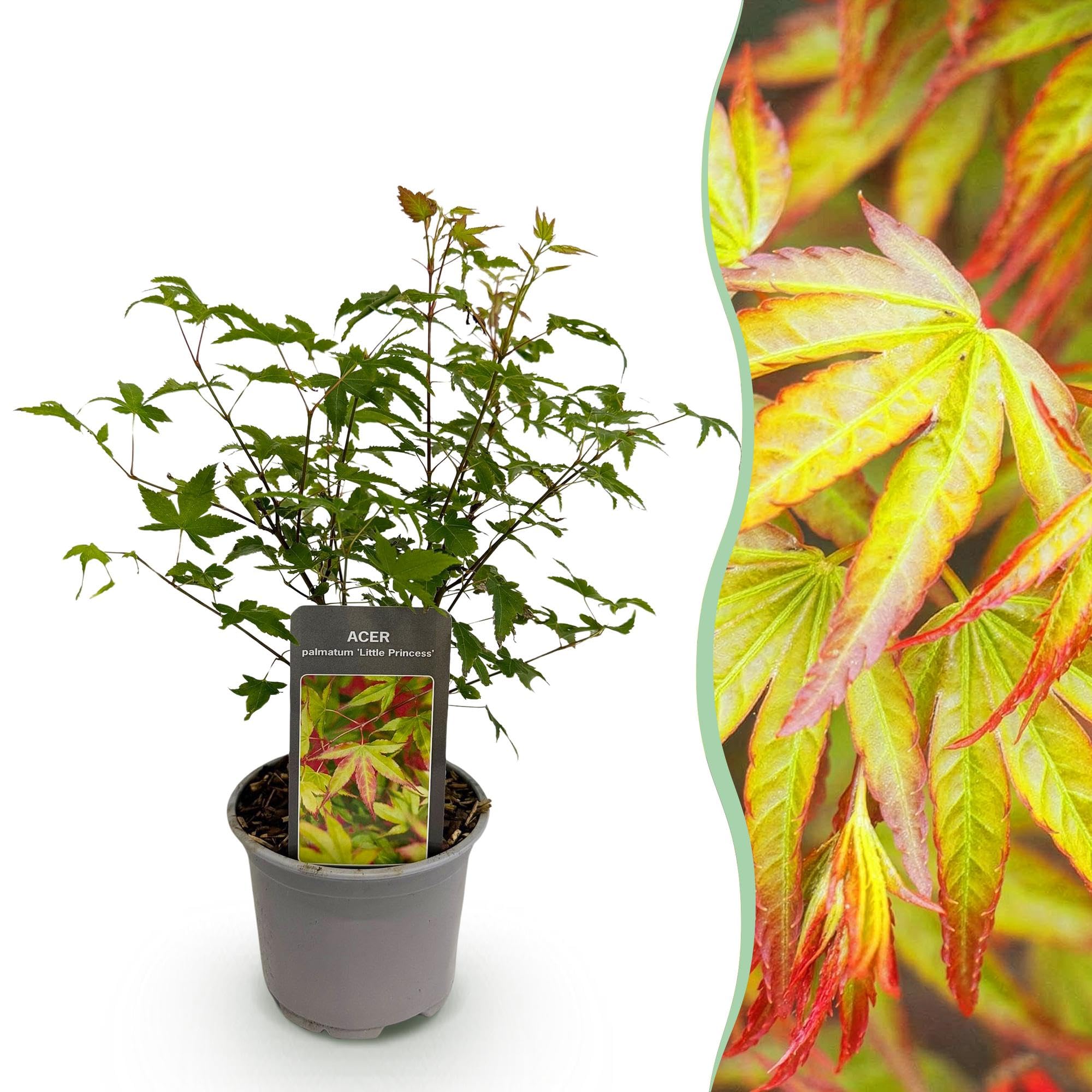 Acero Acer palmatum Little Princess – Verde – Foglie – Poca manutenzione – 12 cm altezza 35 cm