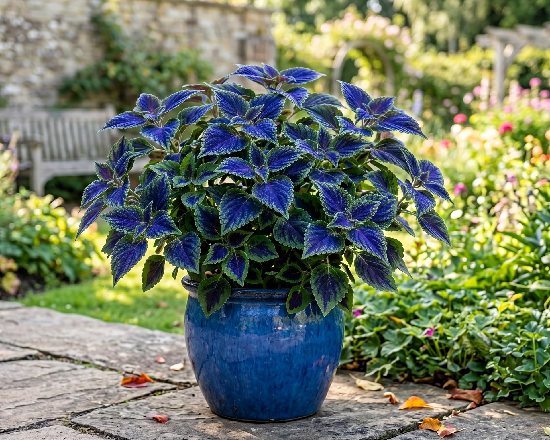 70+ Seeds- All Seasons Blue Mini Coleus Plant Seeds For Home Garden- Grow Indoor & Outdoor - All Year.-image-44