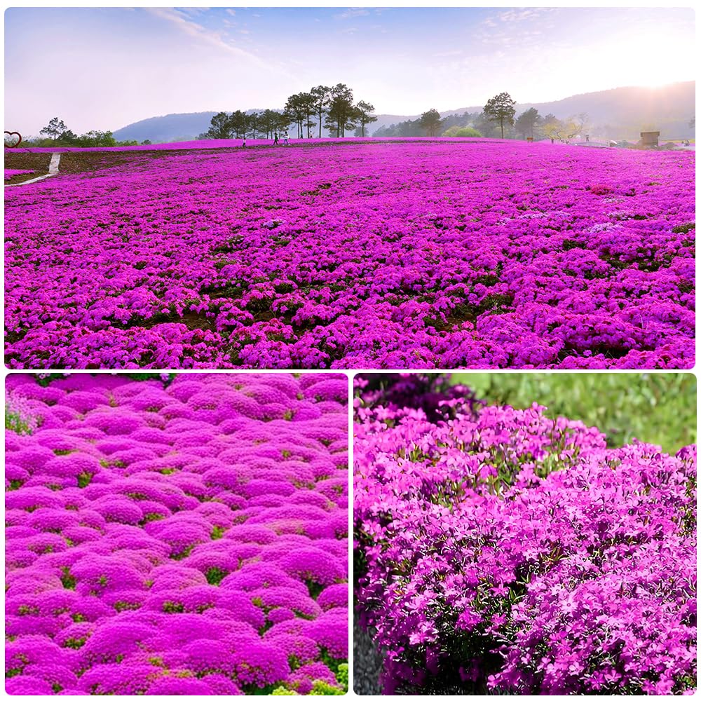 20000+ Stück Rosa Kriechender Thymian, Bodendecker Winterhart Mehrjährig
