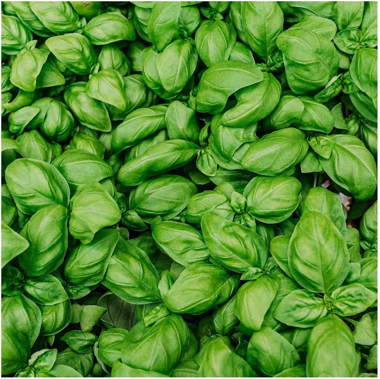 Everwilde Farms - 1 Lb Organic Italian Large Leaf Basil Herb Seeds - Gold Vault Packet