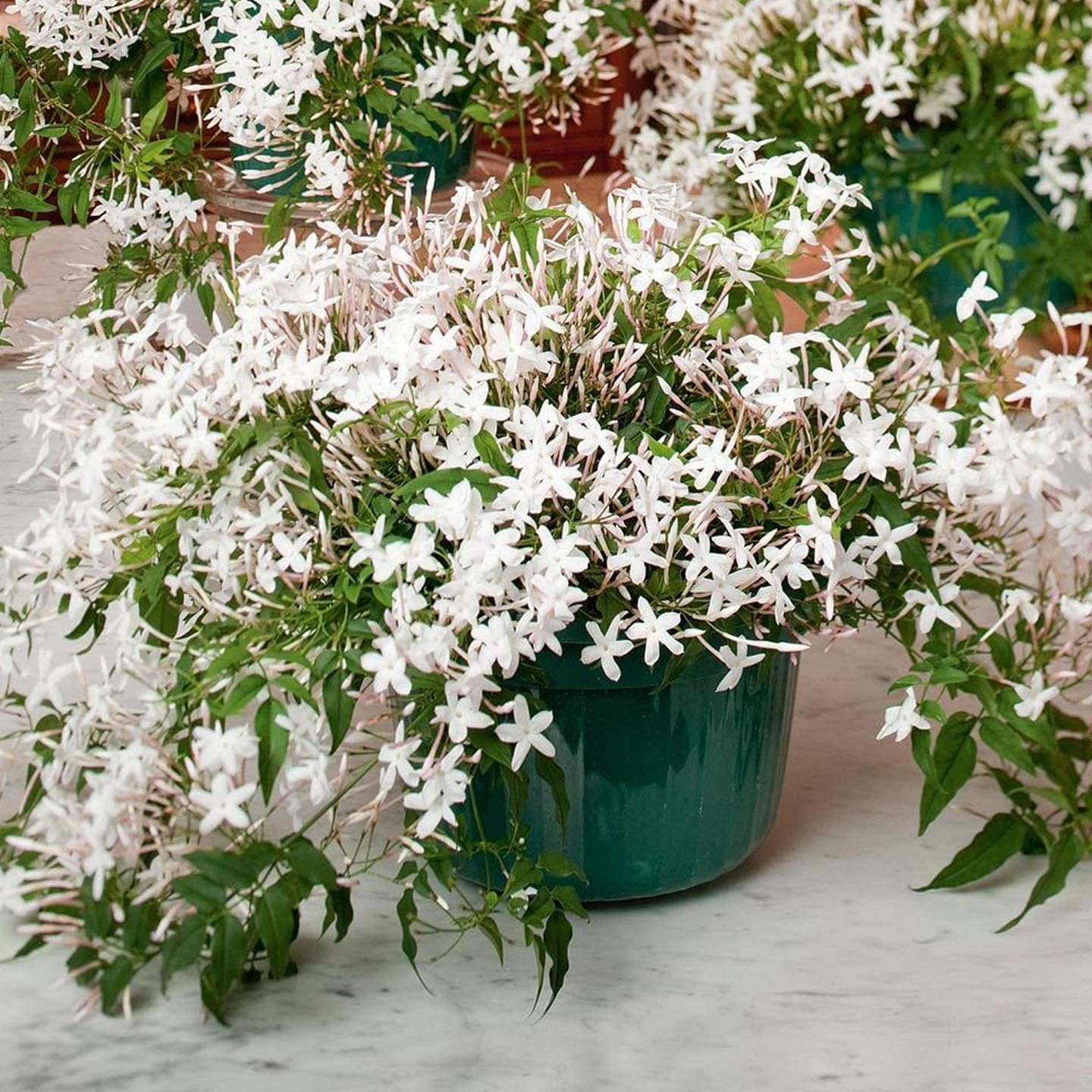 Go4plants Rare Juhi, Jasminum Auriculatum live flower Plant with pot