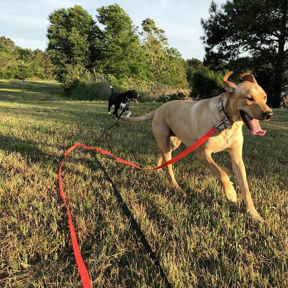 Long leash for puppy training Clearance