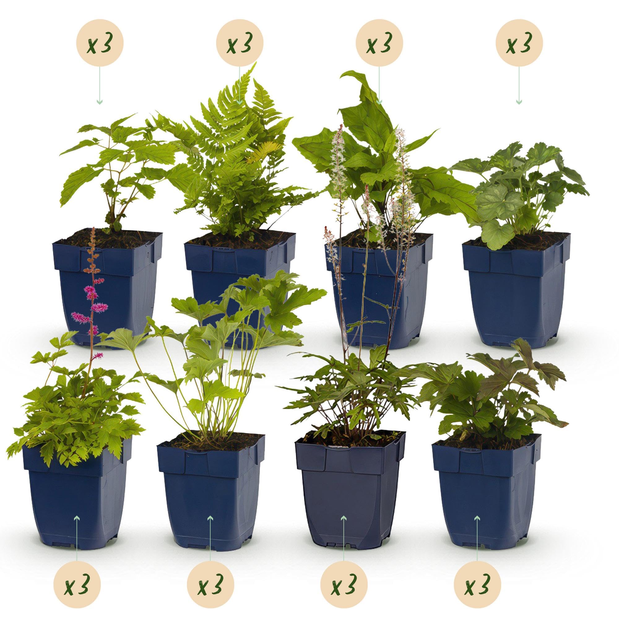 Set di piante perenni "Ombra" – 24 piante perenni amanti dell'ombra per circa 3 m² – Diversi colori e tempi di fioritura – Set facile da pulire per aree giardino ombreggiato – Vaso Ø 11 cm