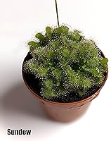 Vista 6 de Surtido de coleccionistas carnívoros de 2 pulgadas, paquete de 5, planta viva